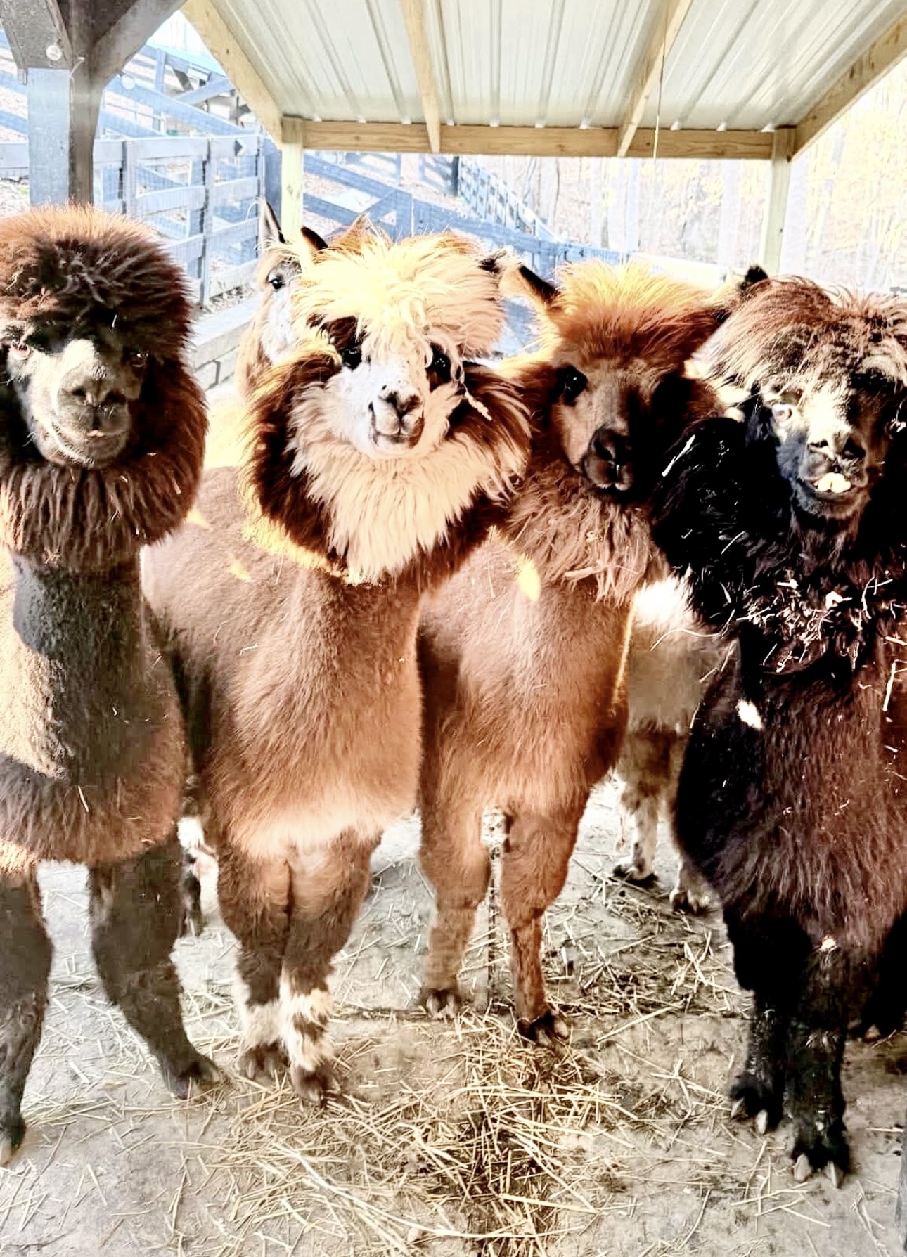 Four alpacas with distinctive fluffy, lion-like manes stand together in a barn, looking directly at the camera in Williamson County, Tennessee.