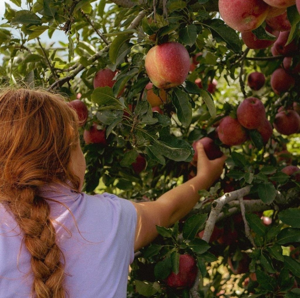 Events A person with red braided hair reaches up to pick ripe red apples from a lush apple tree in Williamson County, Tennessee.