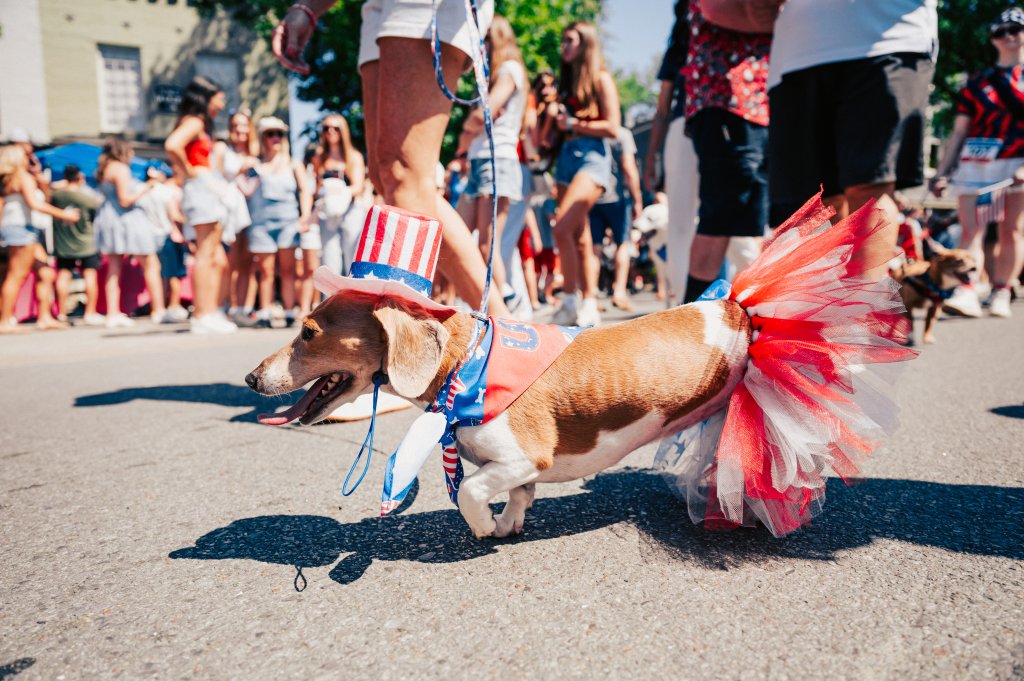 A small dog dressed in patriotic attire, including a top hat and tutu, walks in a parade with its owner in Williamson County, Tennessee.