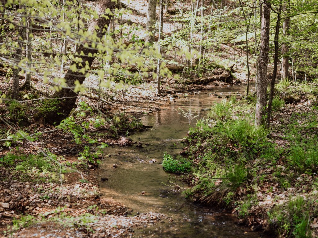 A serene forest stream meanders through a lush, green woodland, surrounded by young trees and vibrant undergrowth in Williamson County, Tennessee.