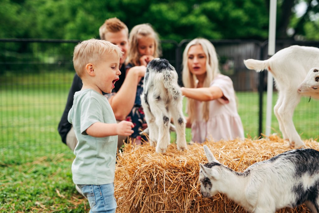 A young boy excitedly interacts with playful baby goats on a hay bale while his family watches and laughs in a fenced outdoor area in Williamson County, Tennessee.