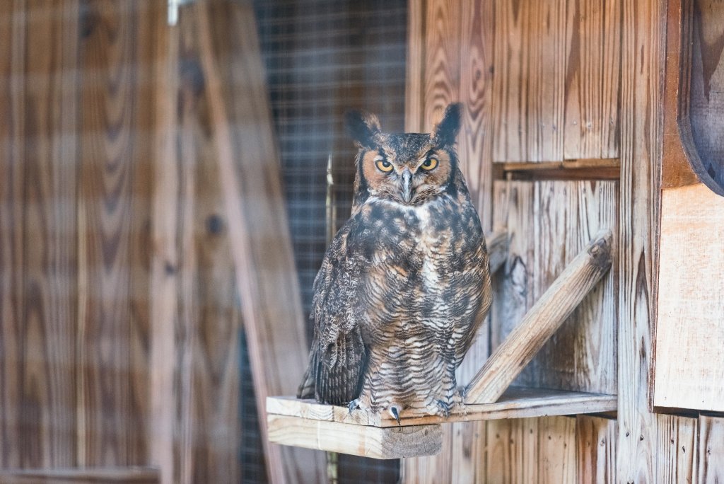 A majestic owl with piercing yellow eyes perches on a wooden platform inside a rustic wooden structure in Williamson County, Tennessee.