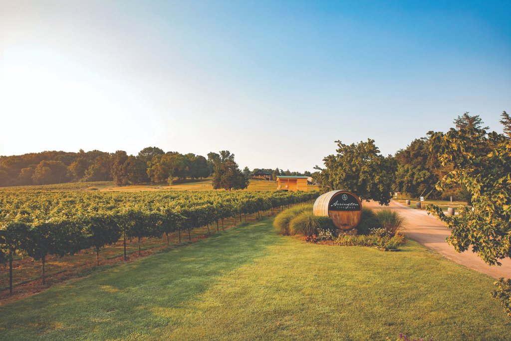 End of Summer Escape A picturesque vineyard with lush green rows of grapevines stretching into the distance, under a clear blue sky with a wooden barrel sign and a winding path through the center in Williamson County, Tennessee.