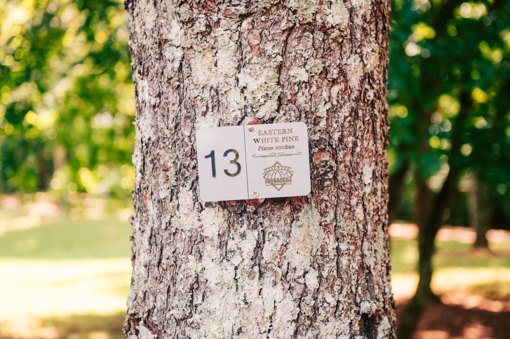 Your Best Summer Break Ever: Top Kid-Friendly Activities in Franklin, Tennessee A tree trunk with a sign indicating 'Eastern White Pine #13' in a forest setting in Williamson County, Tennessee.