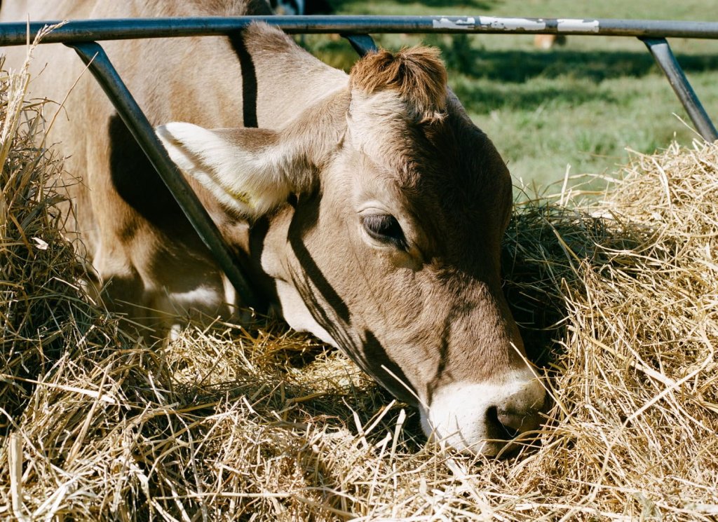 Top 10 Things to Do in Franklin A brown cow eating hay from a metal feeder in a field in Williamson County, Tennessee.