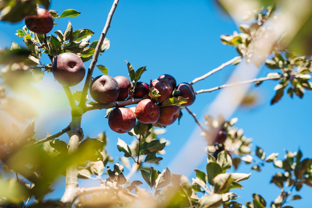How Morning Glory Orchard Packs Bushels of Fun into a Small Peach & Apple Farm How Morning Glory Orchard Packs Bushels of Fun into a Small Peach & Apple Farm