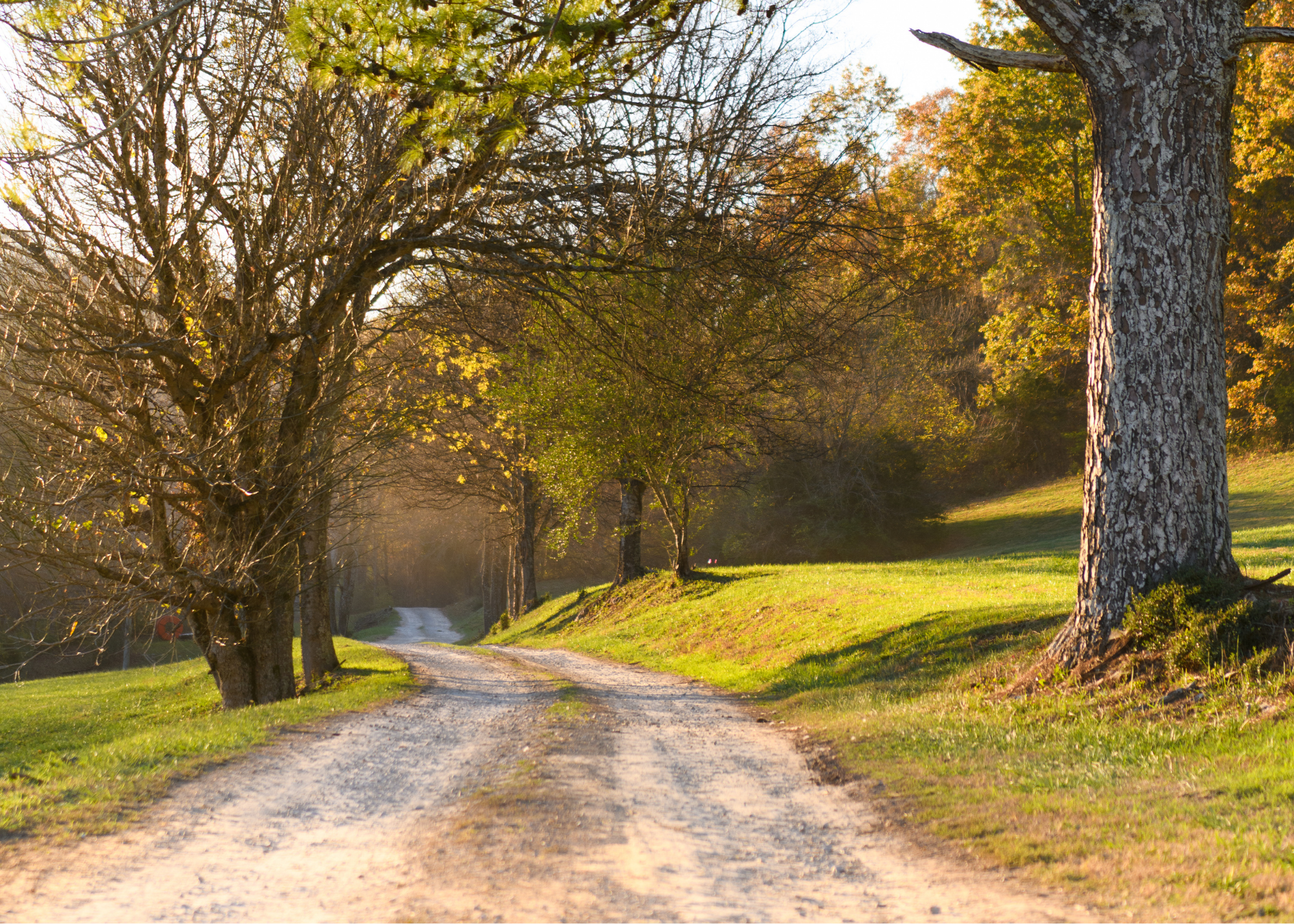 A dirt road winds through a sunlit, tree-lined landscape during autumn in Williamson County, Tennessee.