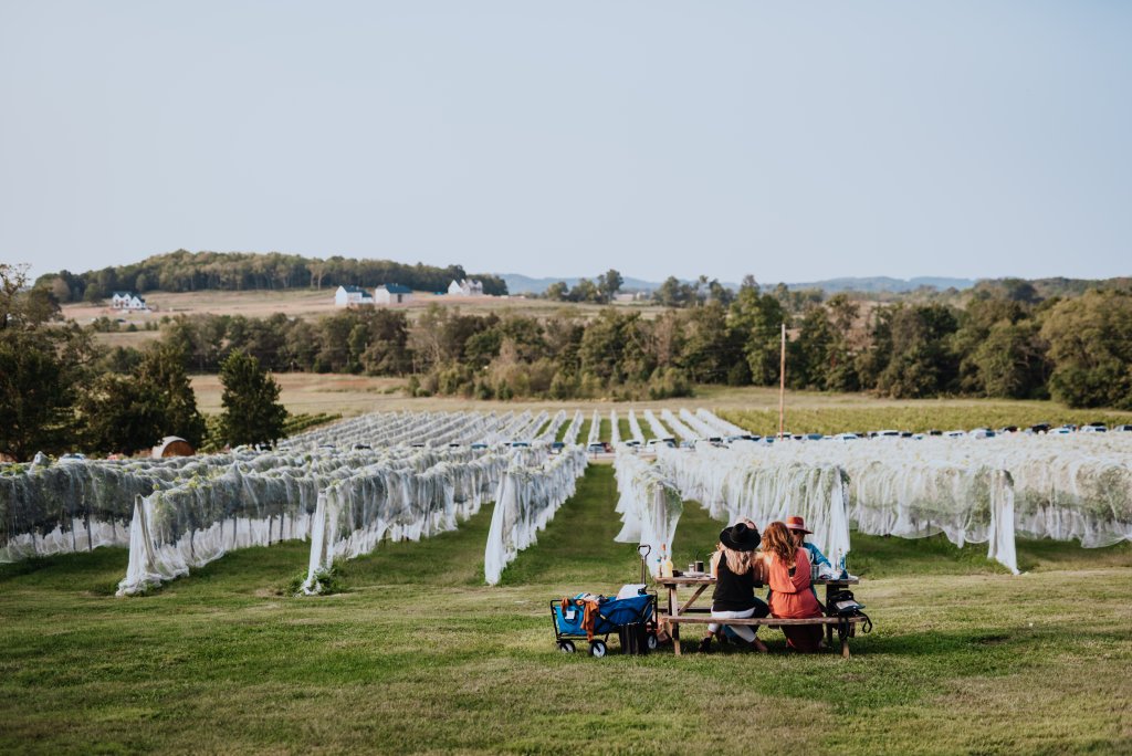 People sitting at a picnic table in a vineyard covered with protective netting in Williamson County, Tennessee.