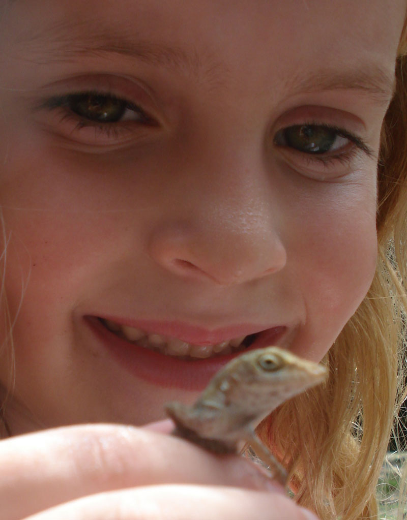 annas-lizard-again