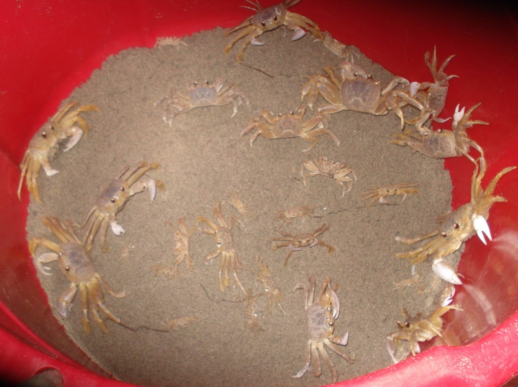 Ghost Crab Bucket.JPG