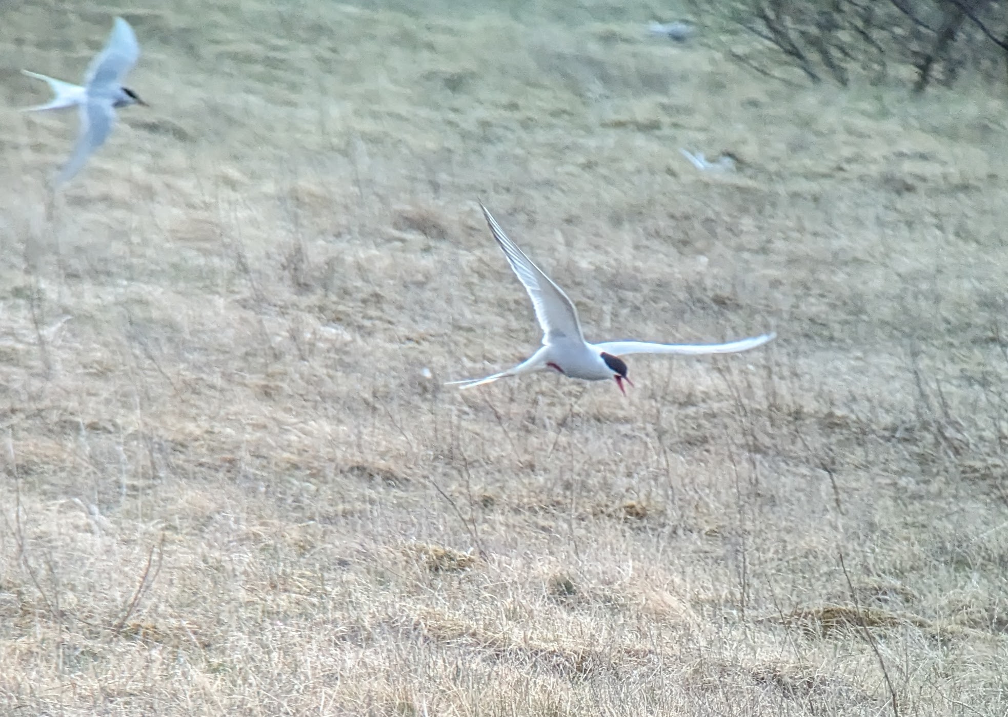 original_80b4153b-6b21-4cef-a18c-373b07f15bb7_PXL_20240518_204621002