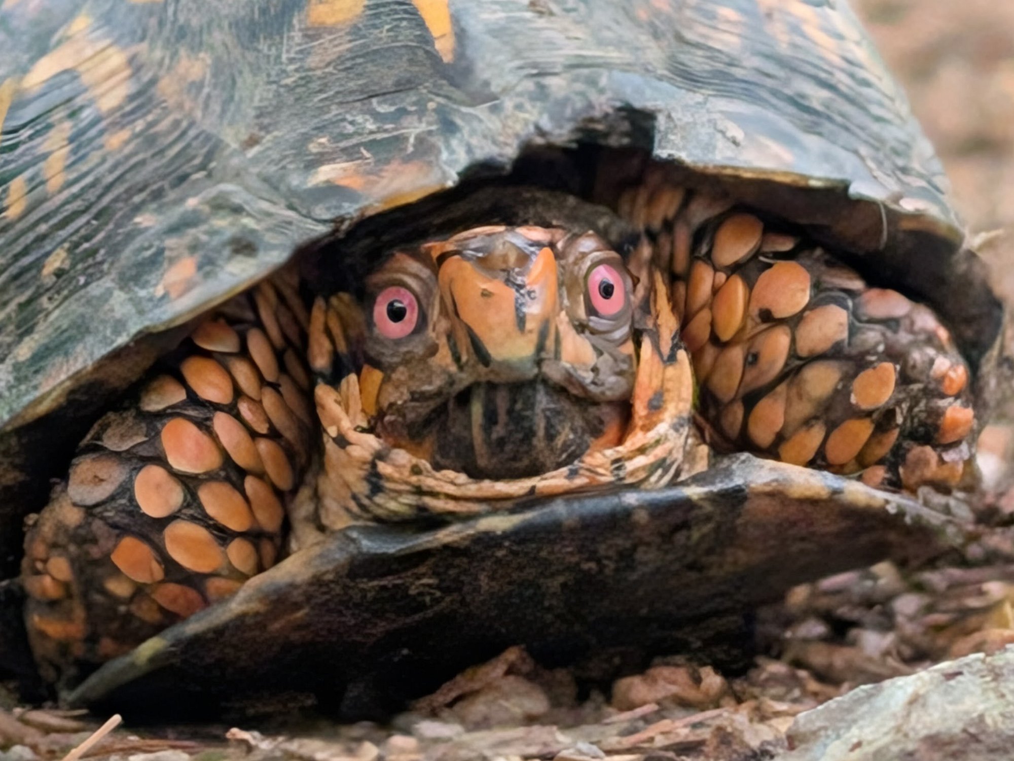 original_8d0abe67-9df5-43ea-8c4d-4ba8bf91e81b_PXL_20250503_214949663