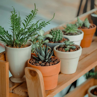 Plants
