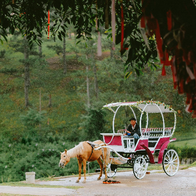 Horses