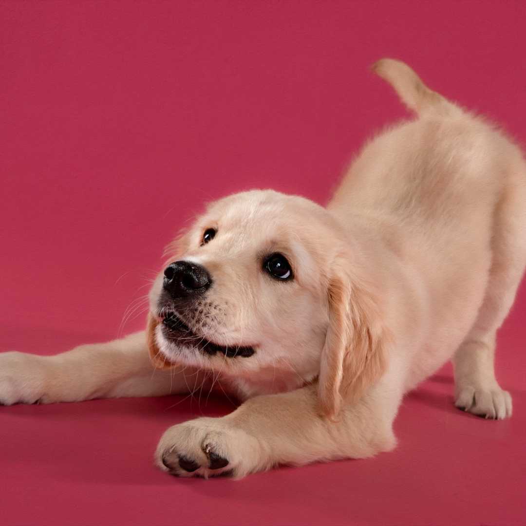 Dog Photography