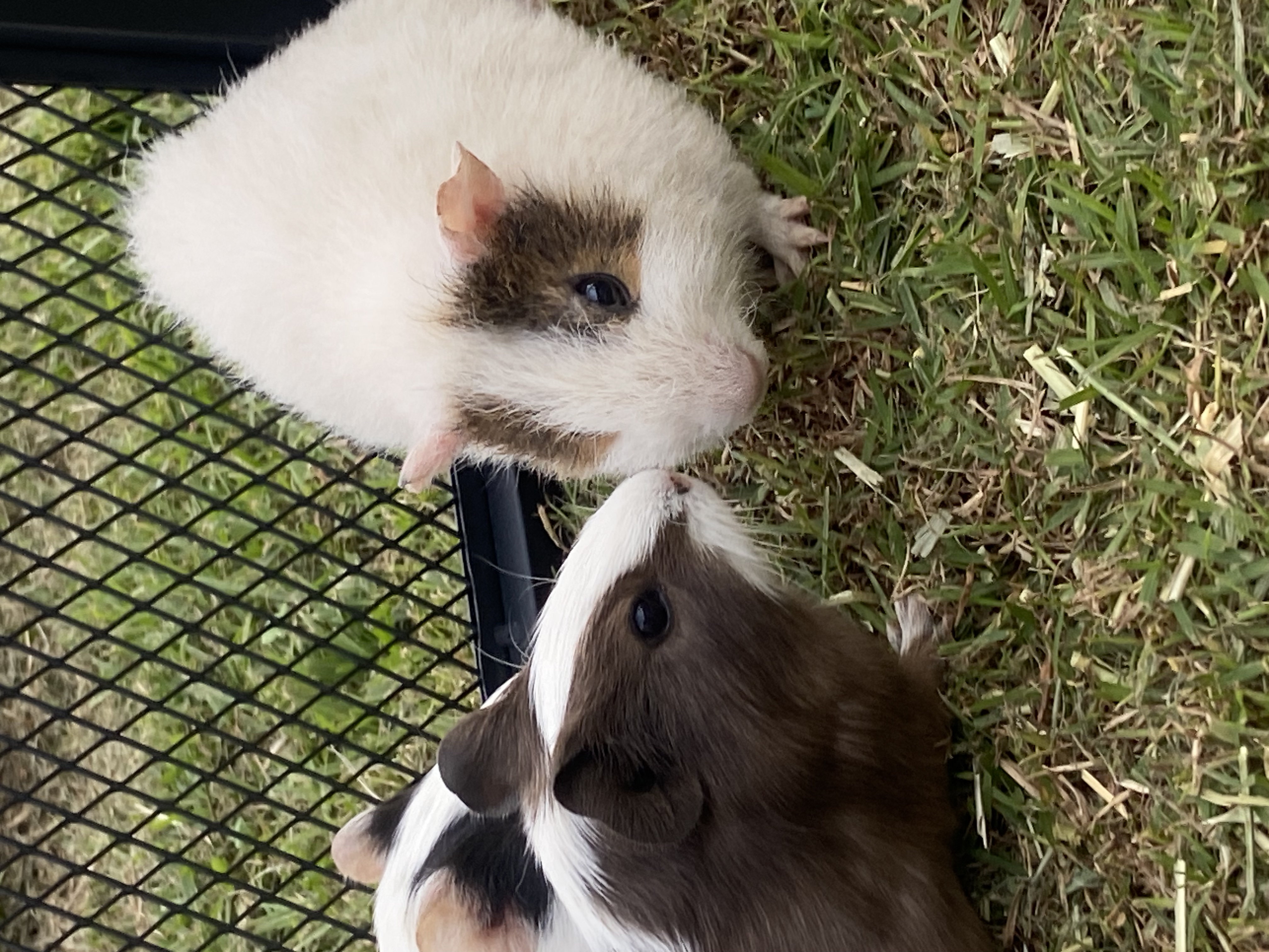 Mini Muddle Mobile Petting Zoo thumbnail 4