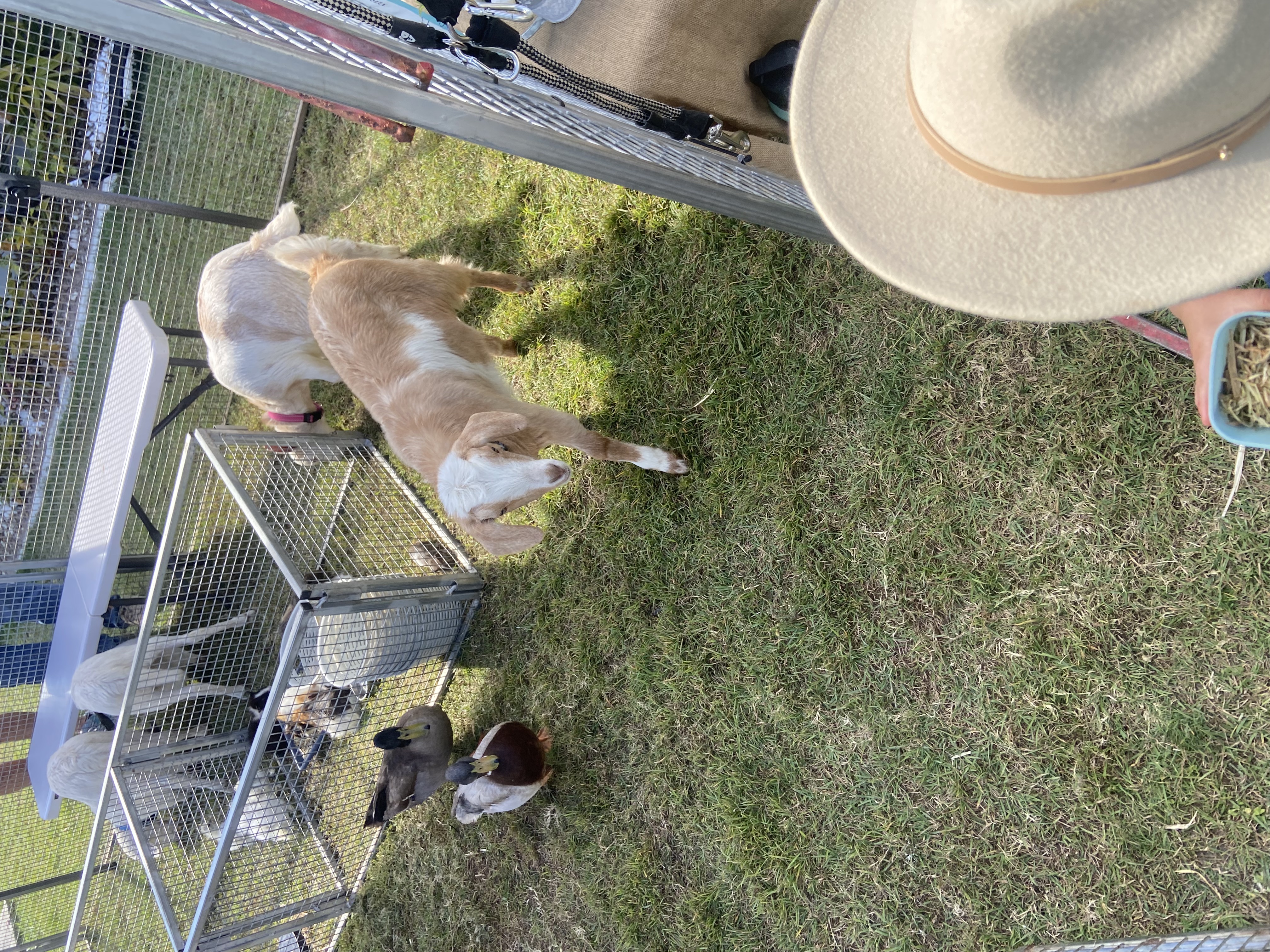 Mini Muddle Mobile Petting Zoo thumbnail 5