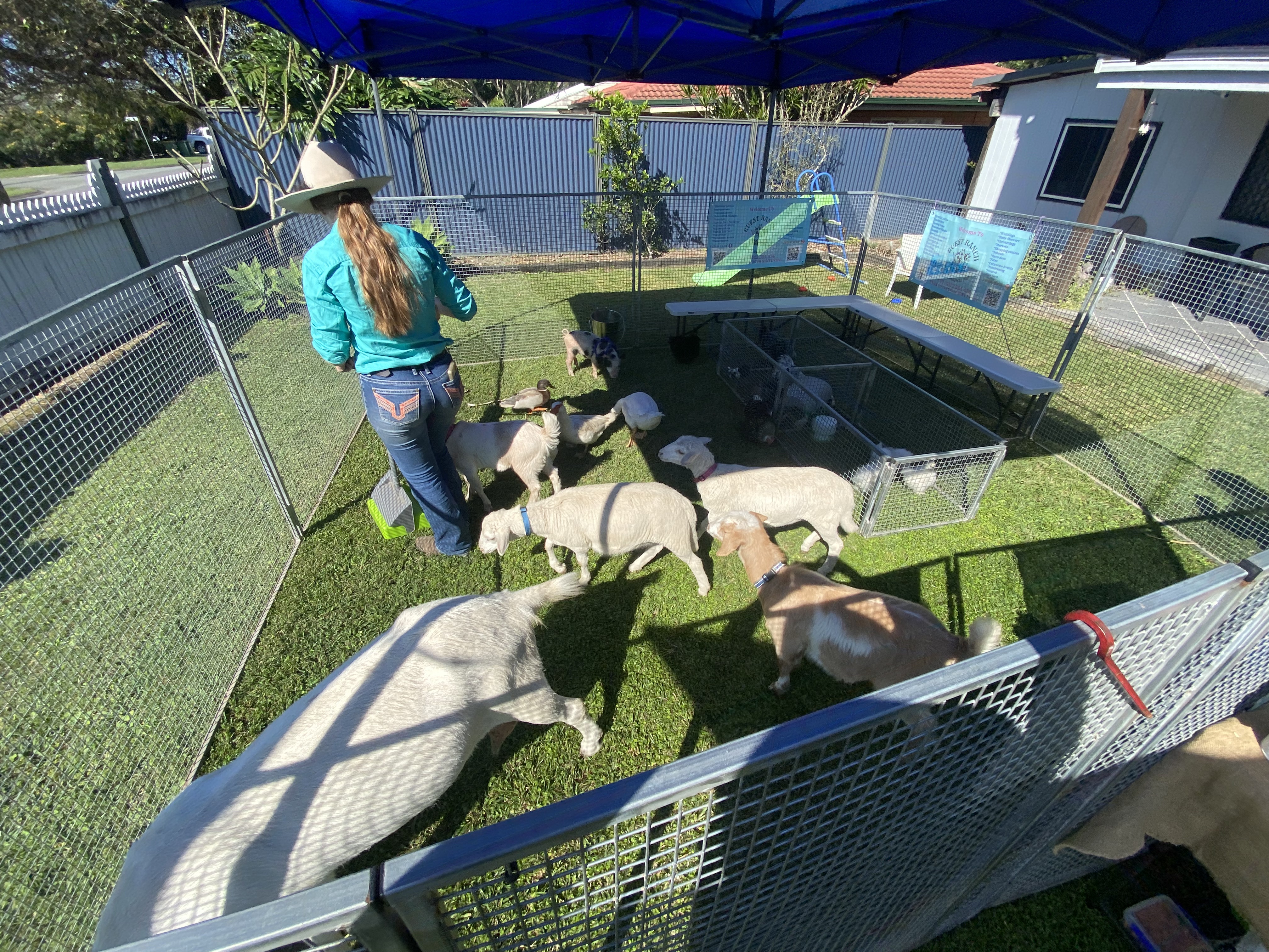 Mini Muddle Mobile Petting Zoo