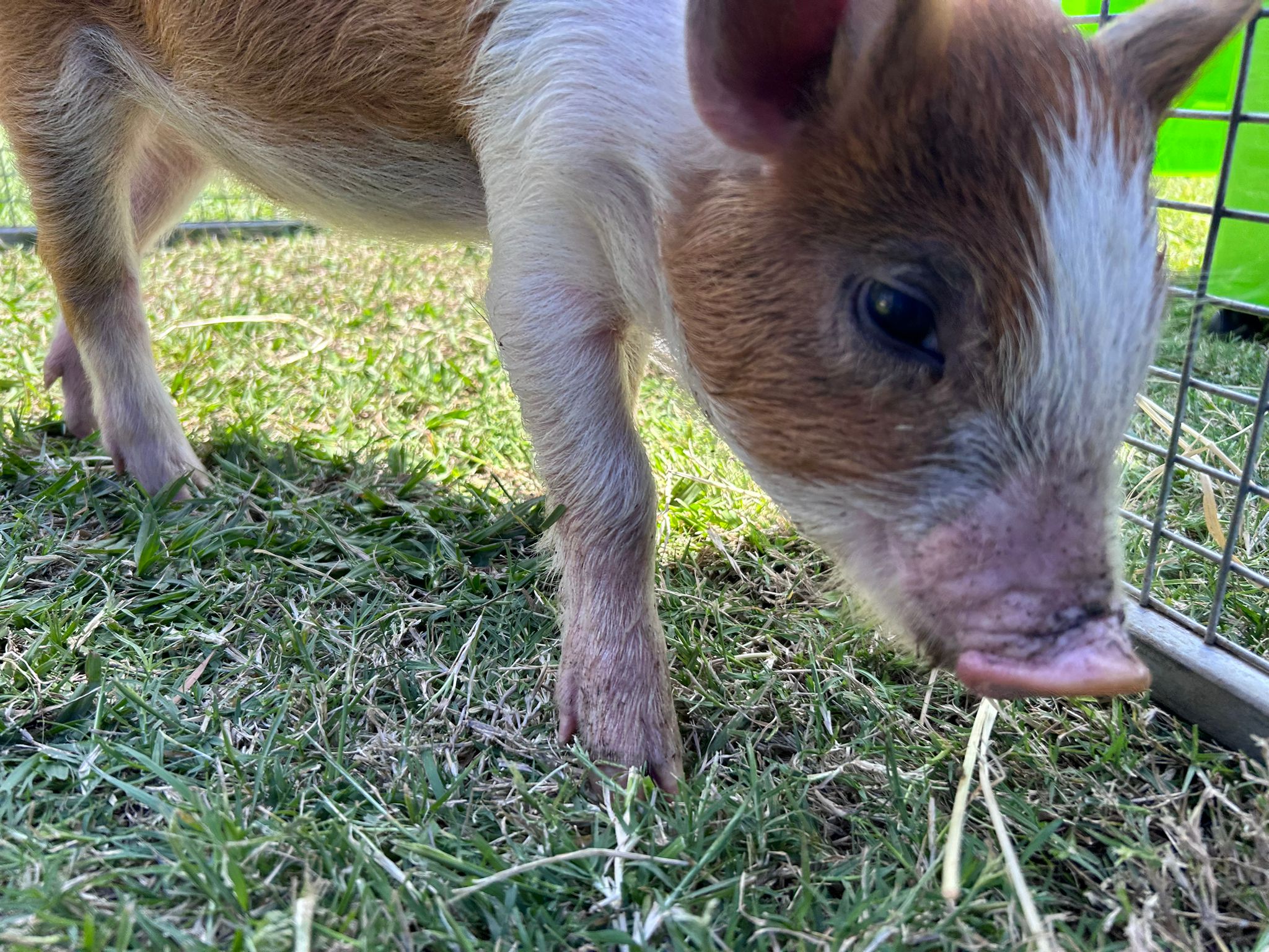 Mini Muddle Mobile Petting Zoo thumbnail 2