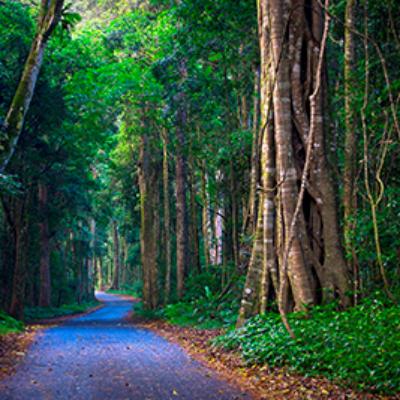 O'Reilly's and Lamington National Park Tour (Children 3-14 years) thumbnail 2