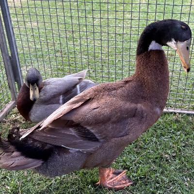 Mini Muddle Petting Zoo thumbnail 3