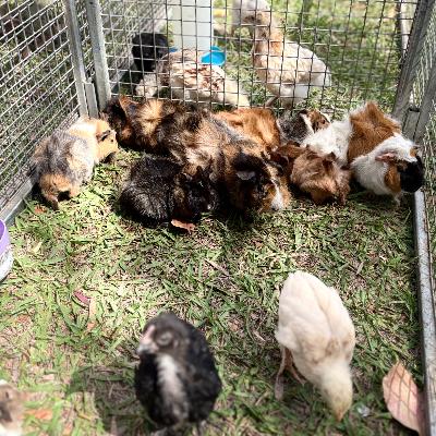 Mini Muddle Petting Zoo thumbnail 2