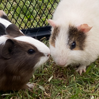 Micro Cuddle Mobile Petting Zoo thumbnail 4