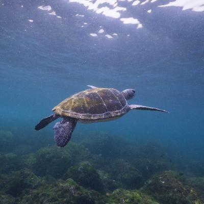Snorkel with the turtles package-Private boat (2 to 9 people) thumbnail 2