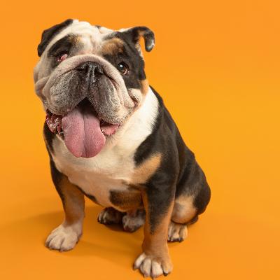 Dog Photography thumbnail 6