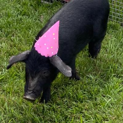 Mega Muster Mobile Petting Zoo thumbnail 4