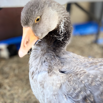 Micro Cuddle Mobile Petting Zoo thumbnail 5