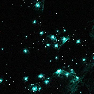 Gold Coast Natural Bridge Glow Worm Night Tour (Adults) thumbnail 5