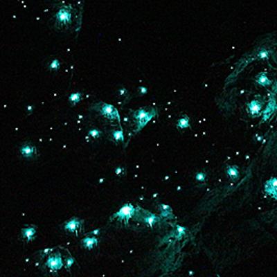 Gold Coast Natural Bridge Glow Worm Night Tour (Child) thumbnail 3