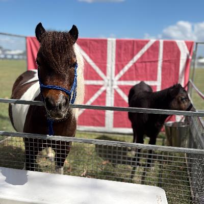 Grand Mega Muster Petting Zoo thumbnail 6