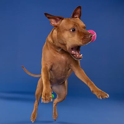 Dog Photography thumbnail 5