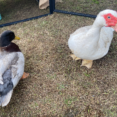 Micro Cuddle Mobile Petting Zoo thumbnail 3