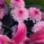lilies thumbnail 3