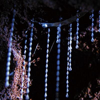 Gold Coast Natural Bridge Glow Worm Night Tour (Adults) thumbnail 2
