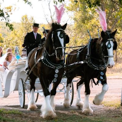 Traditional Wedding Horse & Carriage-Gold Package thumbnail 5