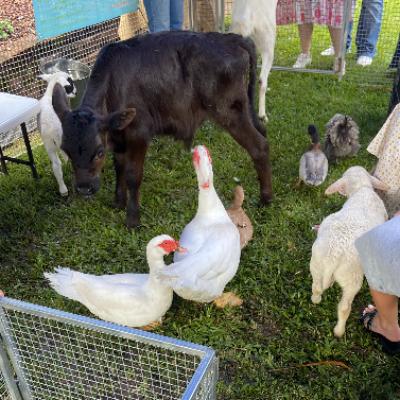 Mega Muster Mobile Petting Zoo thumbnail 2