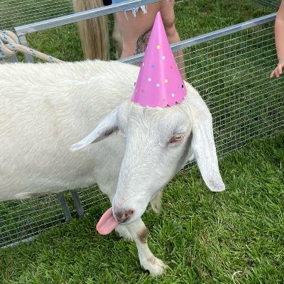 Mini Muddle Petting Zoo thumbnail 6