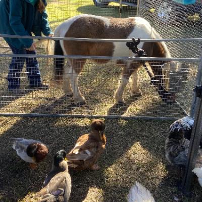 Mega Muster Mobile Petting Zoo thumbnail 5