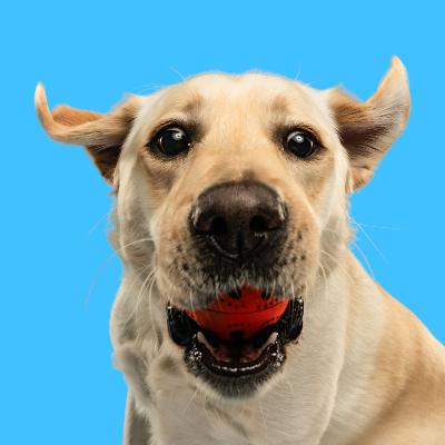 Dog Photography thumbnail 2