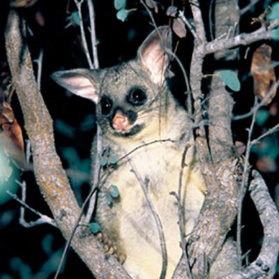 Gold Coast Natural Bridge Glow Worm Night Tour (Adults) thumbnail 4