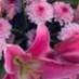 lilies thumbnail 2