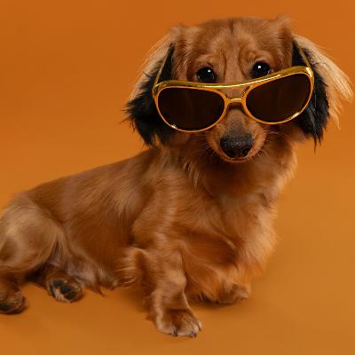 Dog Photography thumbnail 3