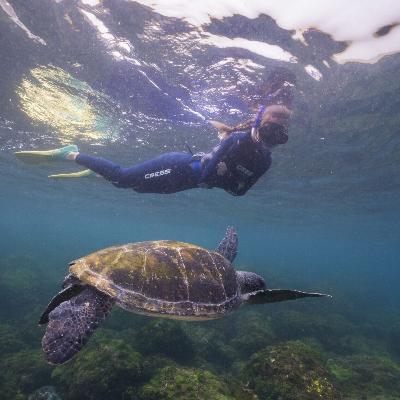 Snorkel with the turtles package-Private boat (2 to 9 people) thumbnail 3
