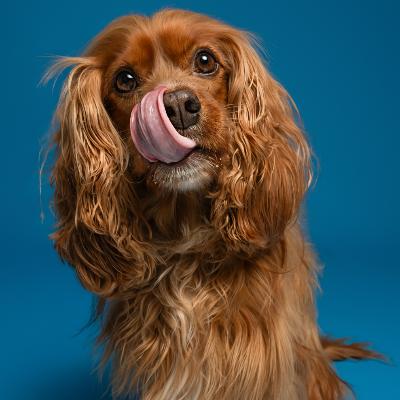 Dog Photography thumbnail 4