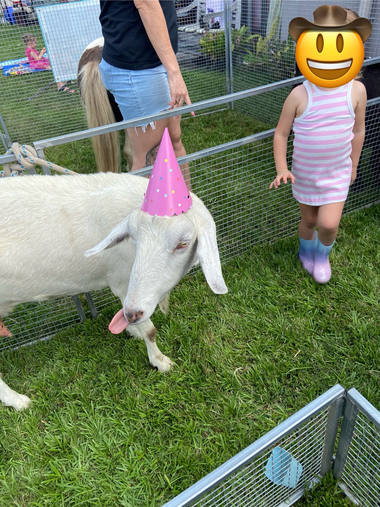 Mini Muddle Mobile Petting Zoo thumbnail 3