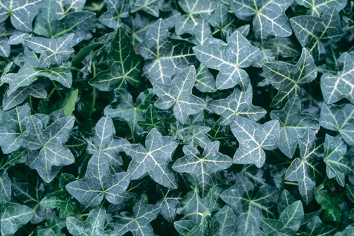 Hedera Helix 'Walthamensis' – Hortech Inc., image size:1200x800